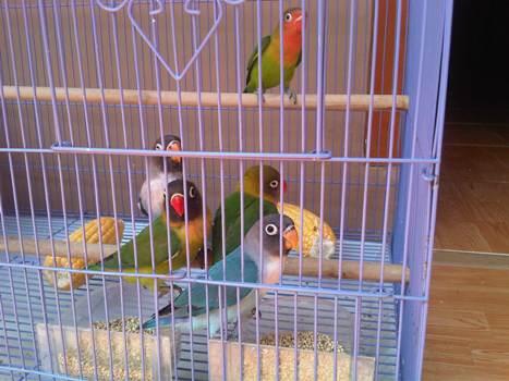 Terjual jual burung lovebird anak atau burung love bird 