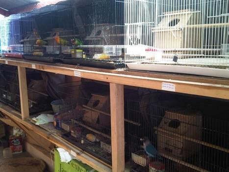 Terjual jual burung lovebird anak atau burung love bird 