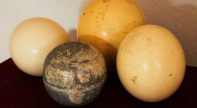 Peneliti dunia temukan bola dunia pada kulit telur!