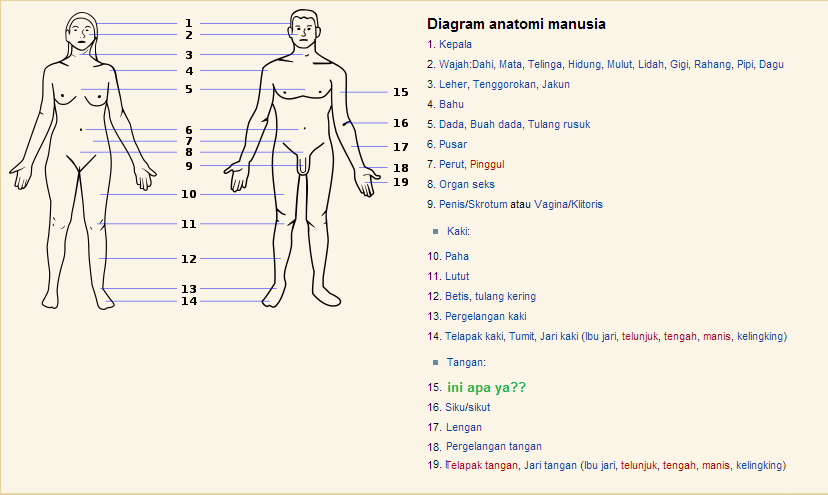 ada yang tau nama organ tubuh yg ini ?