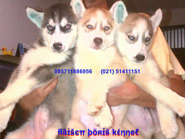 Terjual Anakan Puppies Puppy Anjing Siberian Husky Murah Terjangkau Kaskus Terjual Anakan Puppies Puppy Anjing Siberian Husky Murah Terjangkau Kaskus