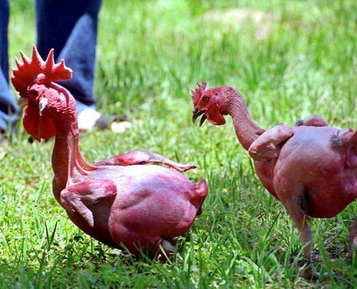 Ayam Tanpa Bulu Telah Berhasil Dikembangkan oleh Para Ilmuwan