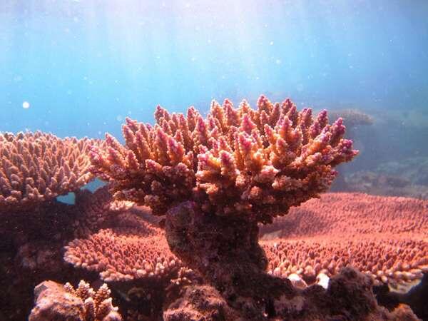 Mengintip Kecantikan Bawah Laut Pulau Tidung