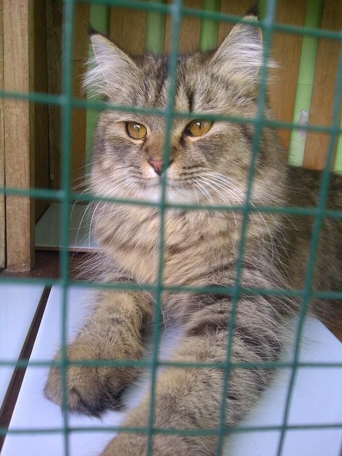 KUCING PERSIA NORWEGIAN BETINA 9 BULAN BIRAHI COD MALANG