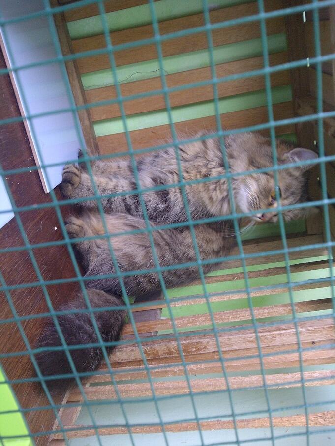 KUCING PERSIA NORWEGIAN BETINA 9 BULAN BIRAHI COD MALANG