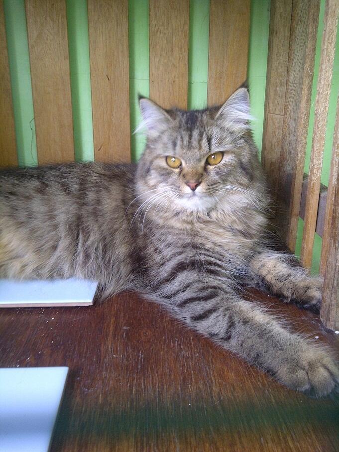 KUCING PERSIA NORWEGIAN BETINA 9 BULAN BIRAHI COD MALANG