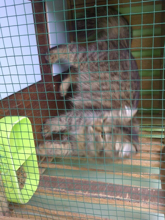 KUCING PERSIA NORWEGIAN BETINA 9 BULAN BIRAHI COD MALANG