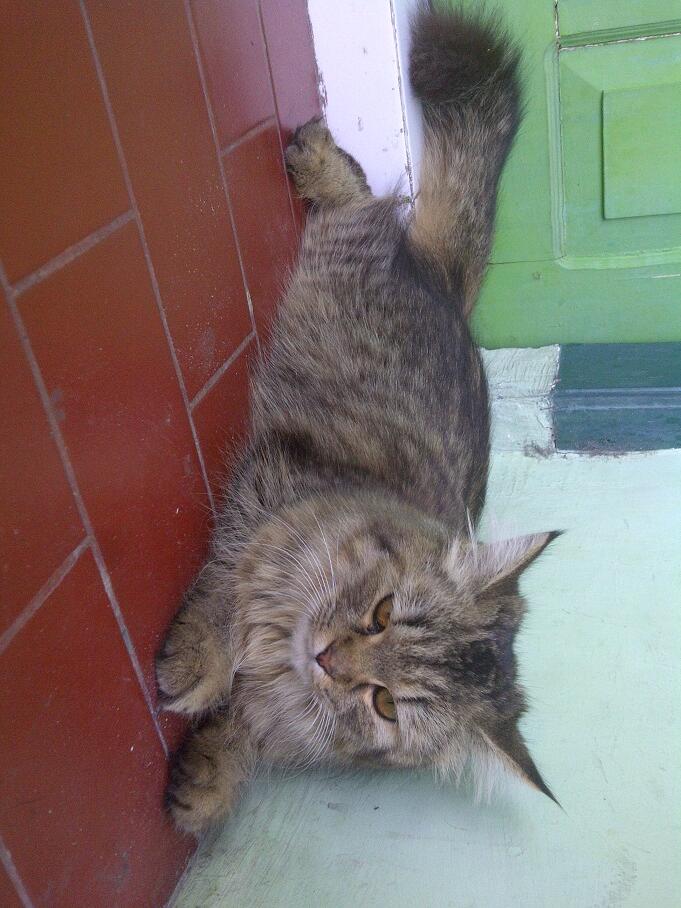 KUCING PERSIA NORWEGIAN BETINA 9 BULAN BIRAHI COD MALANG