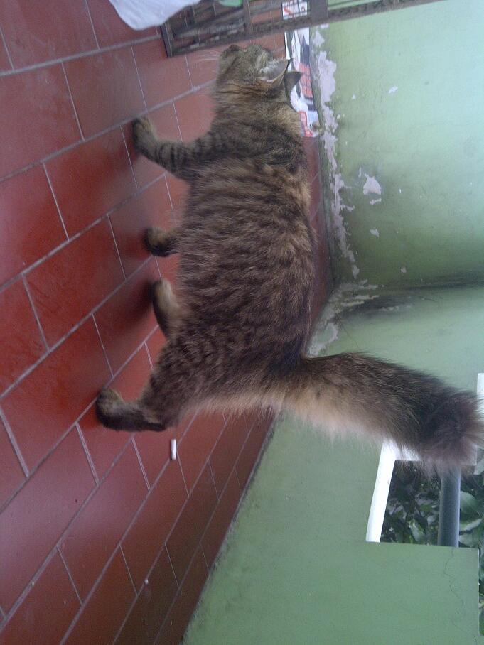 KUCING PERSIA NORWEGIAN BETINA 9 BULAN BIRAHI COD MALANG
