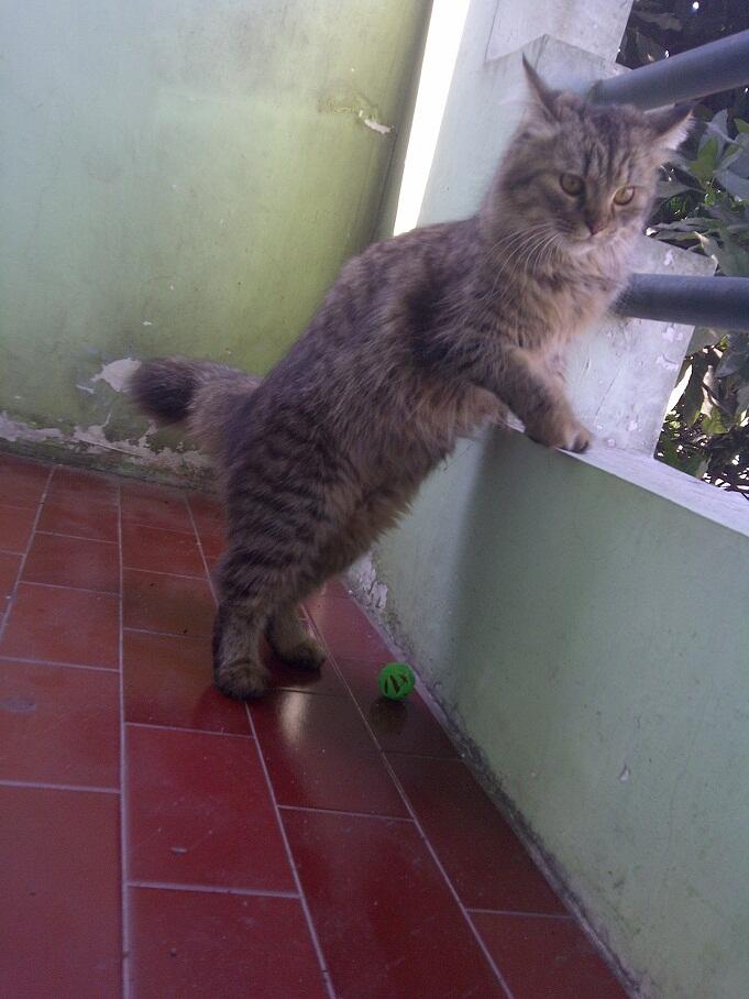 KUCING PERSIA NORWEGIAN BETINA 9 BULAN BIRAHI COD MALANG