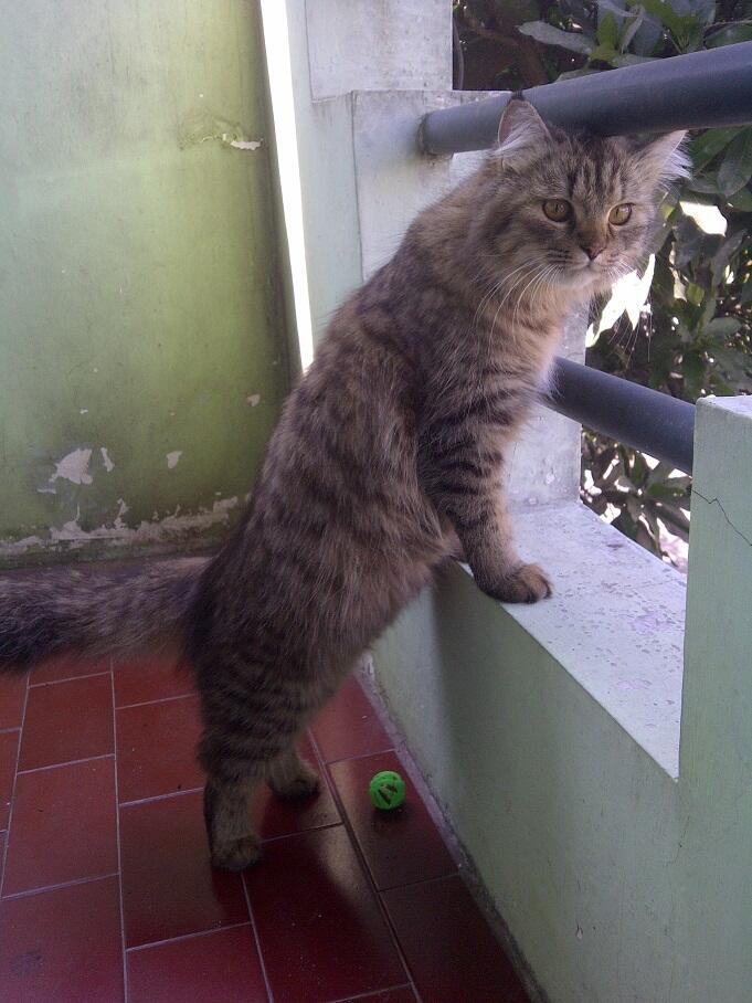 KUCING PERSIA NORWEGIAN BETINA 9 BULAN BIRAHI COD MALANG