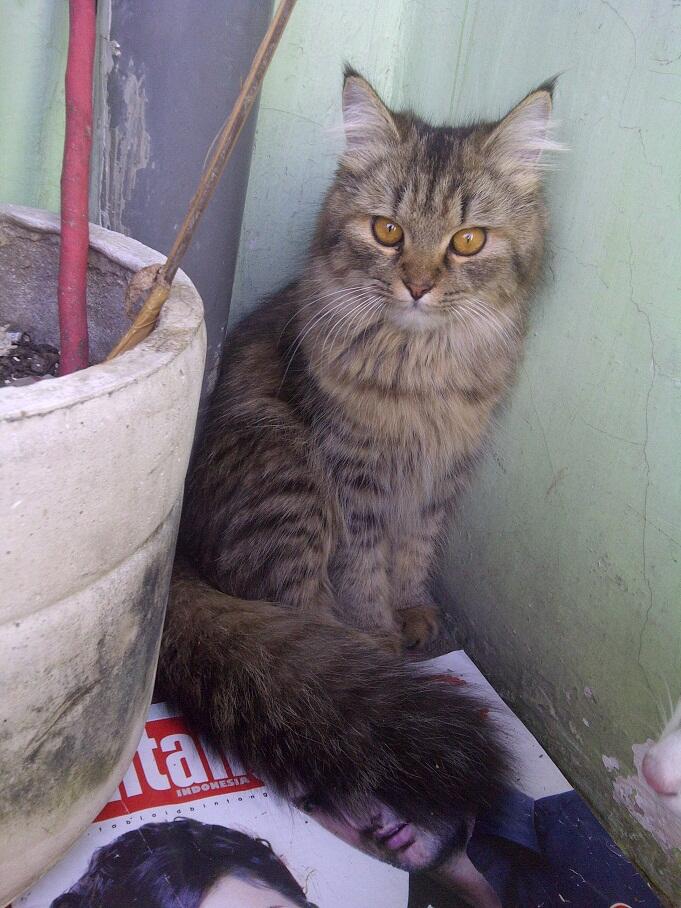 KUCING PERSIA NORWEGIAN BETINA 9 BULAN BIRAHI COD MALANG
