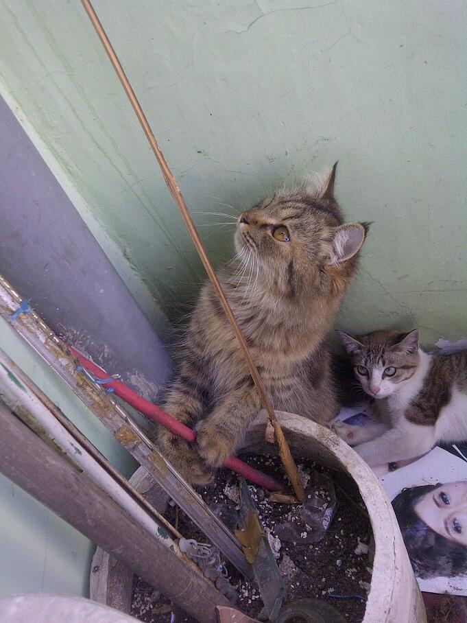KUCING PERSIA NORWEGIAN BETINA 9 BULAN BIRAHI COD MALANG