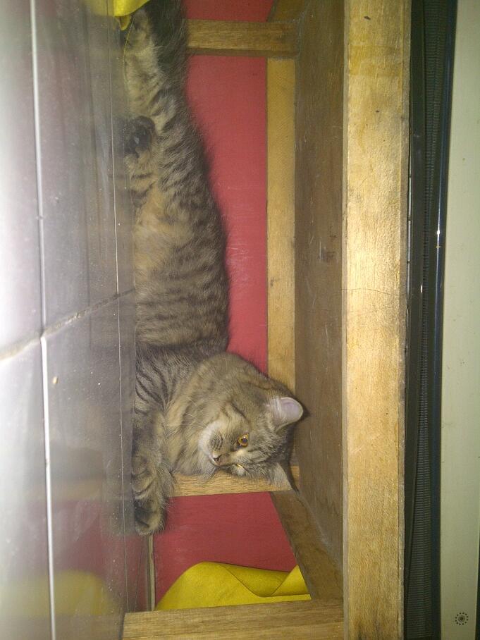 KUCING PERSIA NORWEGIAN BETINA 9 BULAN BIRAHI COD MALANG