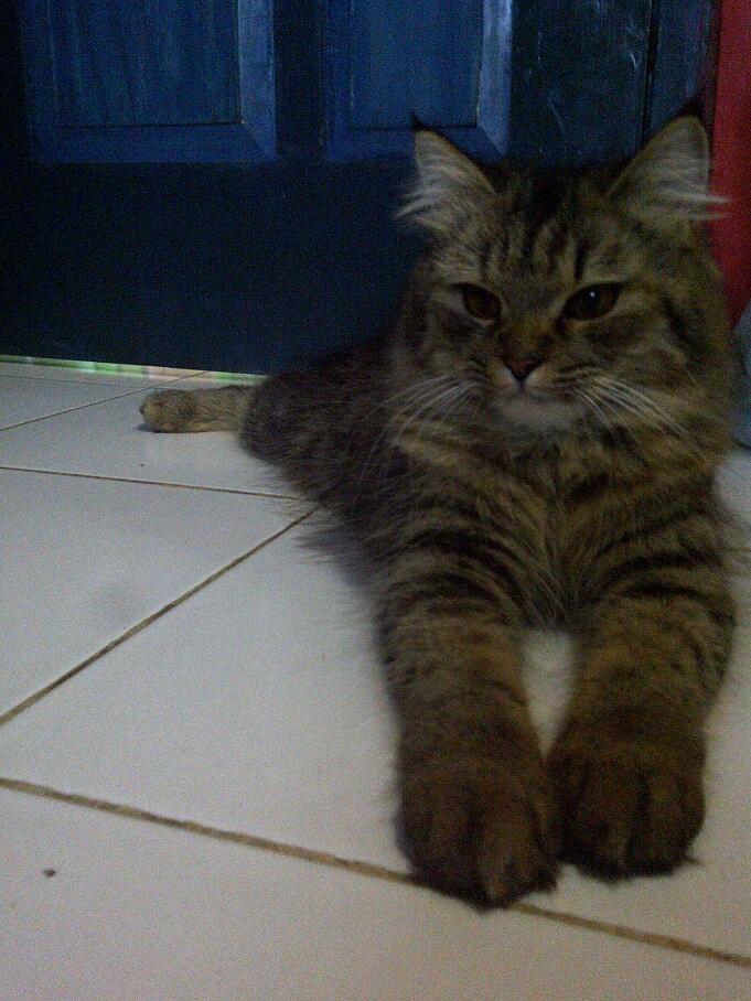 KUCING PERSIA NORWEGIAN BETINA 9 BULAN BIRAHI COD MALANG