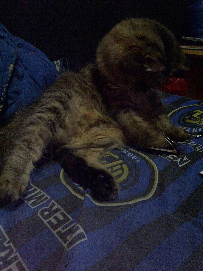 KUCING PERSIA NORWEGIAN BETINA 9 BULAN BIRAHI COD MALANG