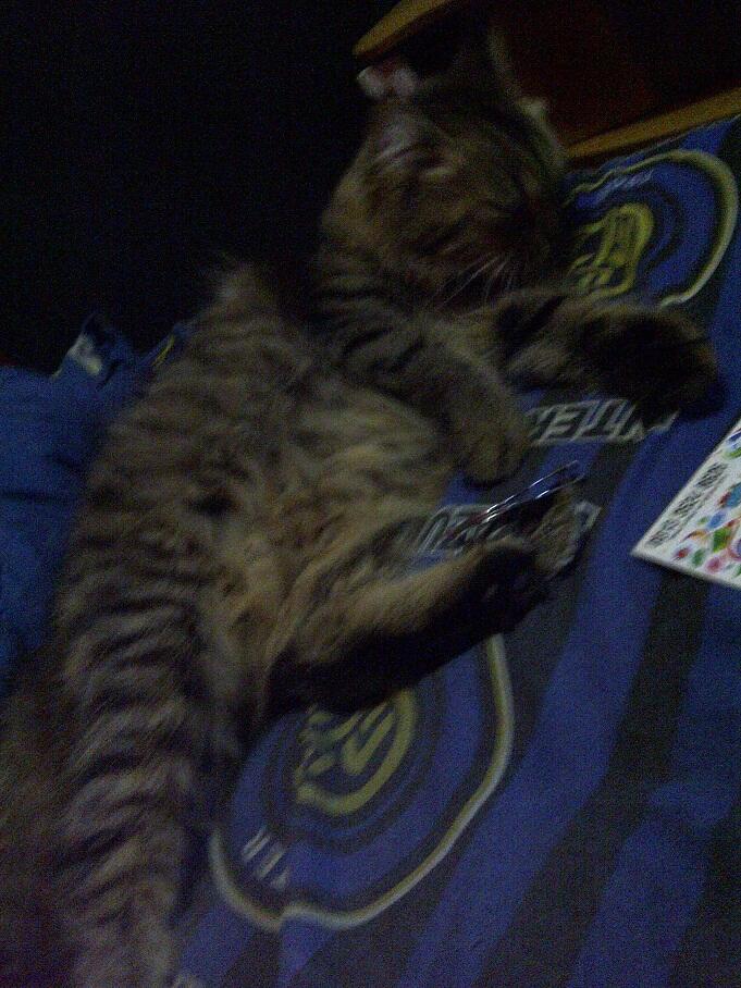 KUCING PERSIA NORWEGIAN BETINA 9 BULAN BIRAHI COD MALANG