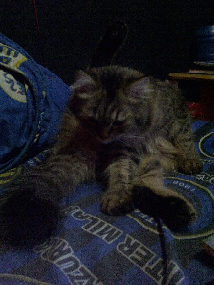 KUCING PERSIA NORWEGIAN BETINA 9 BULAN BIRAHI COD MALANG