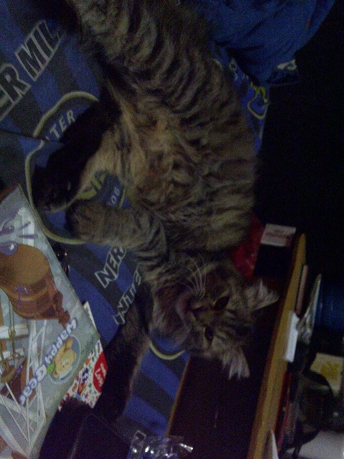 KUCING PERSIA NORWEGIAN BETINA 9 BULAN BIRAHI COD MALANG