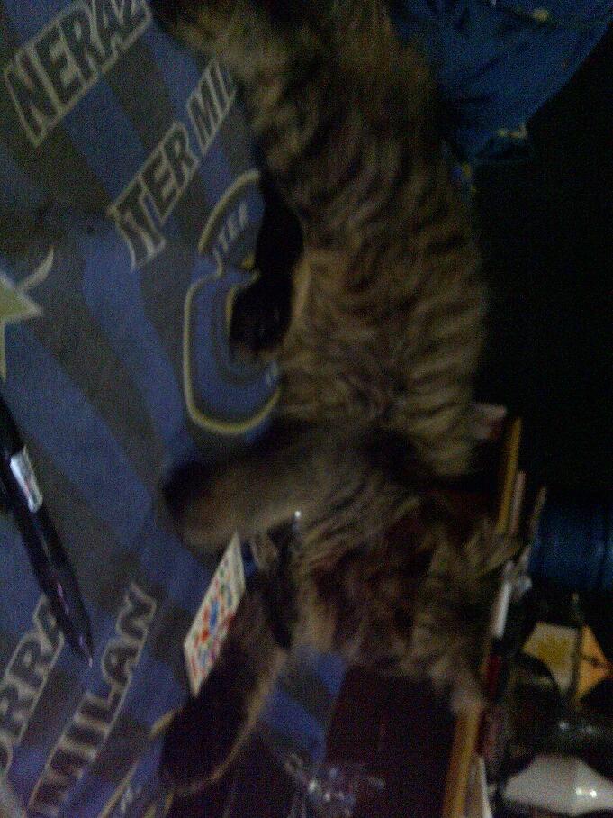 KUCING PERSIA NORWEGIAN BETINA 9 BULAN BIRAHI COD MALANG