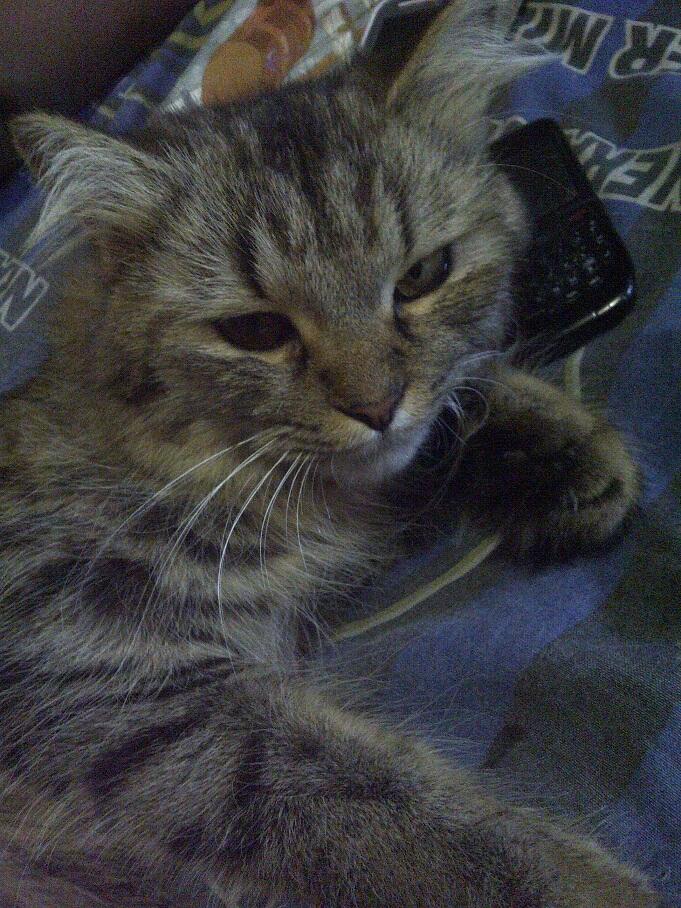 KUCING PERSIA NORWEGIAN BETINA 9 BULAN BIRAHI COD MALANG