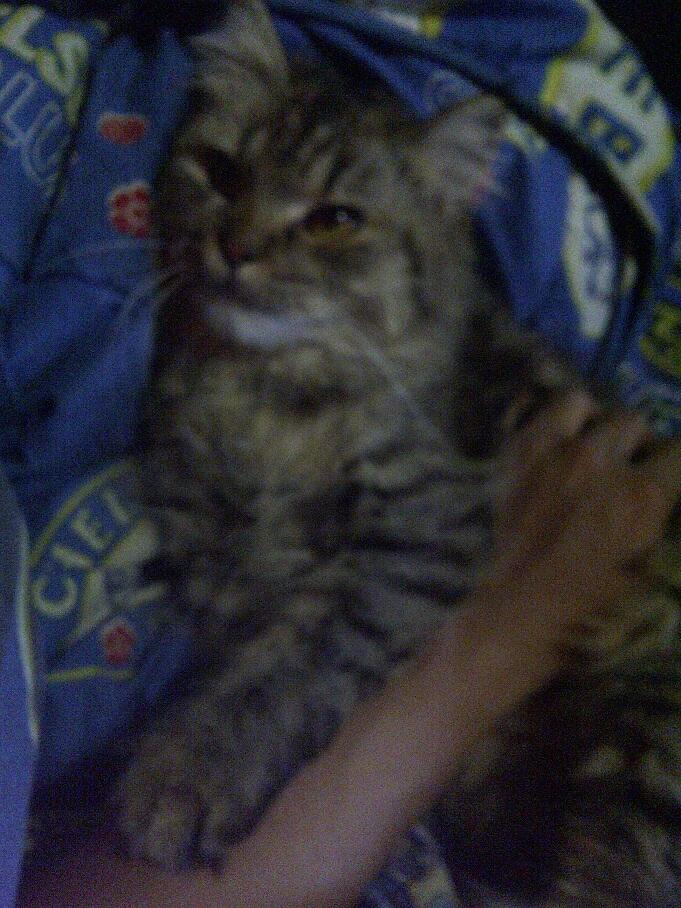 KUCING PERSIA NORWEGIAN BETINA 9 BULAN BIRAHI COD MALANG