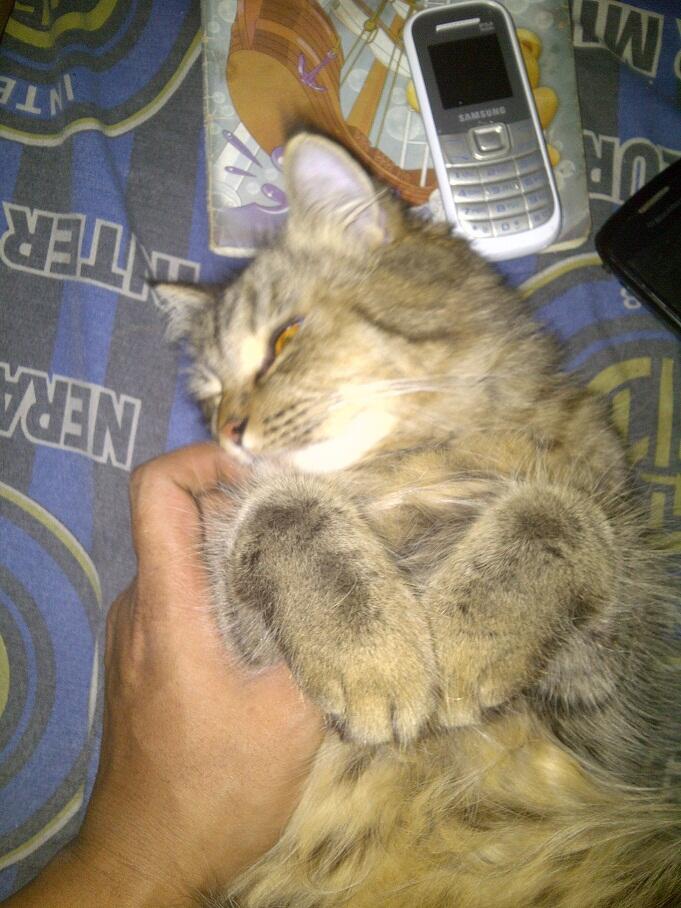 KUCING PERSIA NORWEGIAN BETINA 9 BULAN BIRAHI COD MALANG