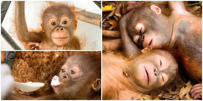 Foto Imut Bayi Orangutan Yatim Piatu (Asli Indonesia, Lho)