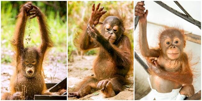 Foto Imut Bayi Orangutan Yatim Piatu (Asli Indonesia, Lho)