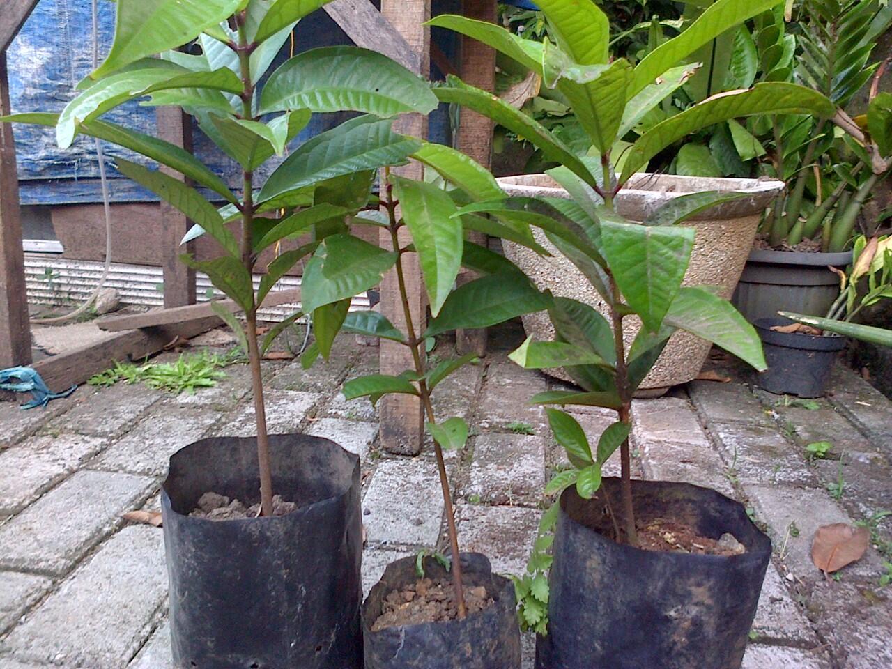 terjual bibit pohon jambu bol jamaika kaskus terjual bibit pohon jambu bol jamaika kaskus