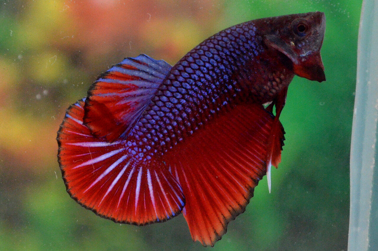  Gambar Cari Betta 138 Jual Amazing Halfmoon Plakat Cupang 