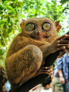 tarsius, hewan yang paling setia dengan pasangannya!! mengharukan gan..