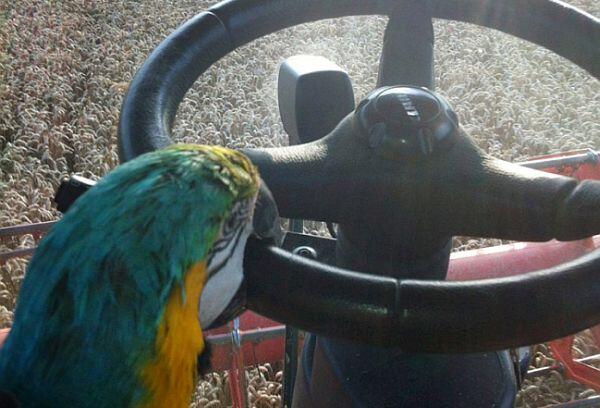 Kelaparan, Burung Nuri Setir Mobil Selama 20 Menit