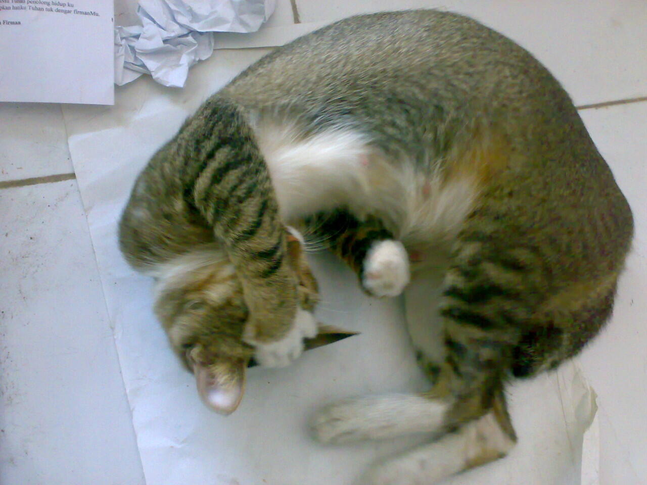 tingkah lucu kucing ane ... :D