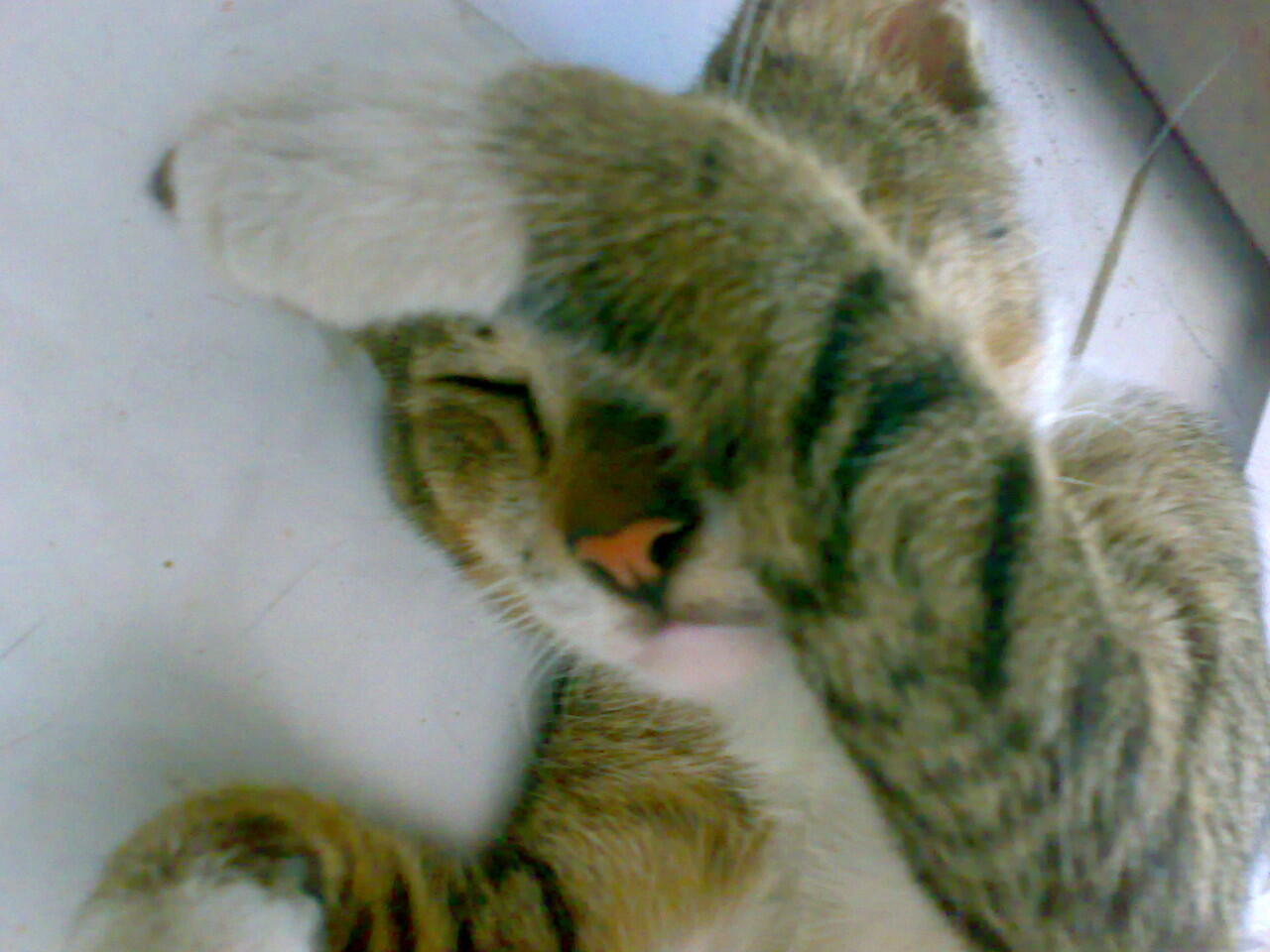 tingkah lucu kucing ane ... :D