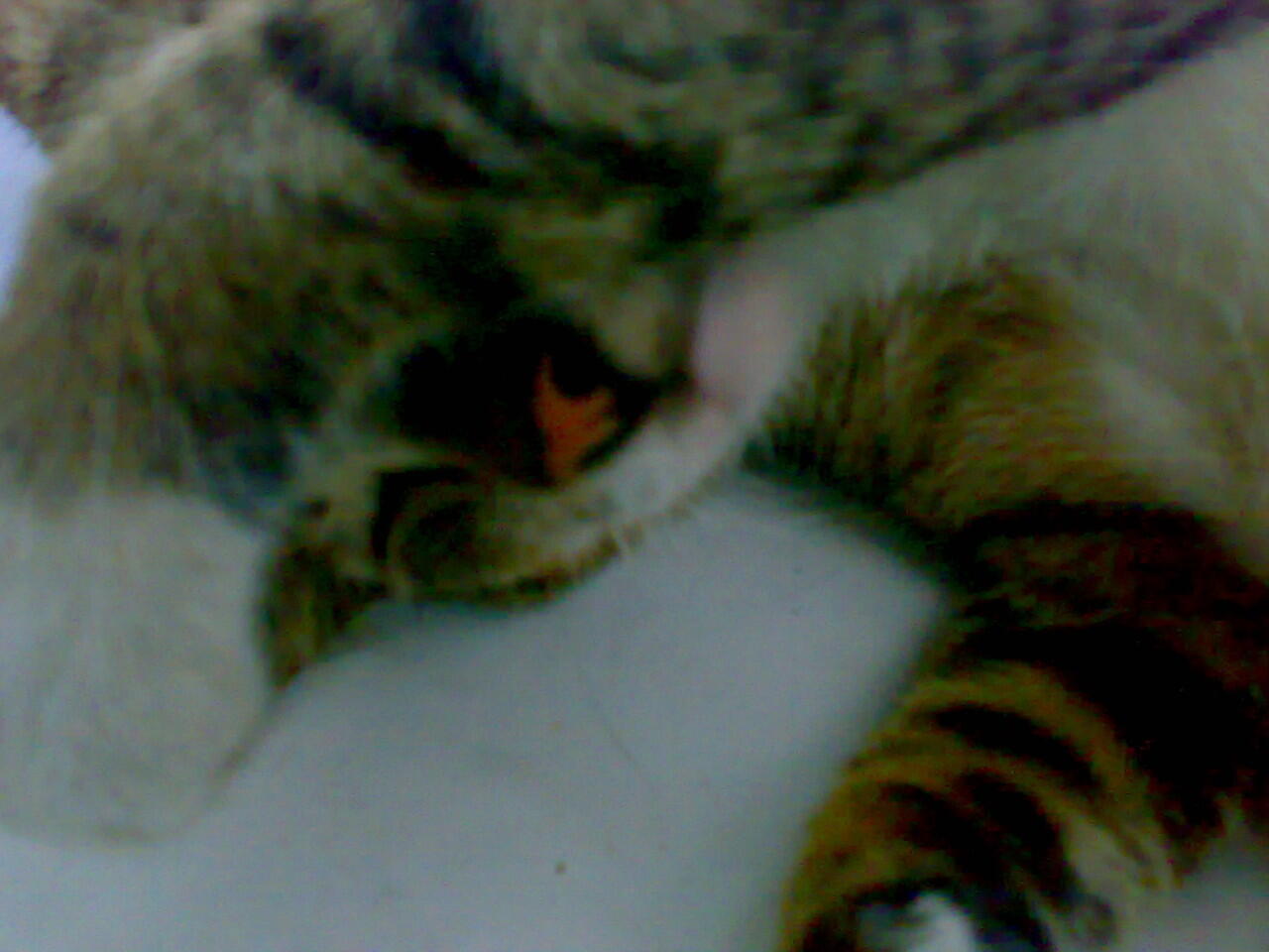 tingkah lucu kucing ane ... :D