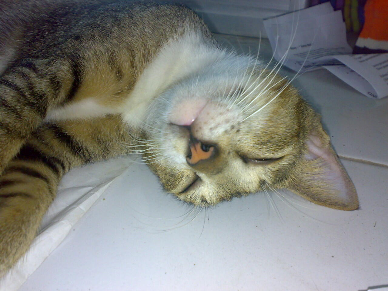 tingkah lucu kucing ane ... :D