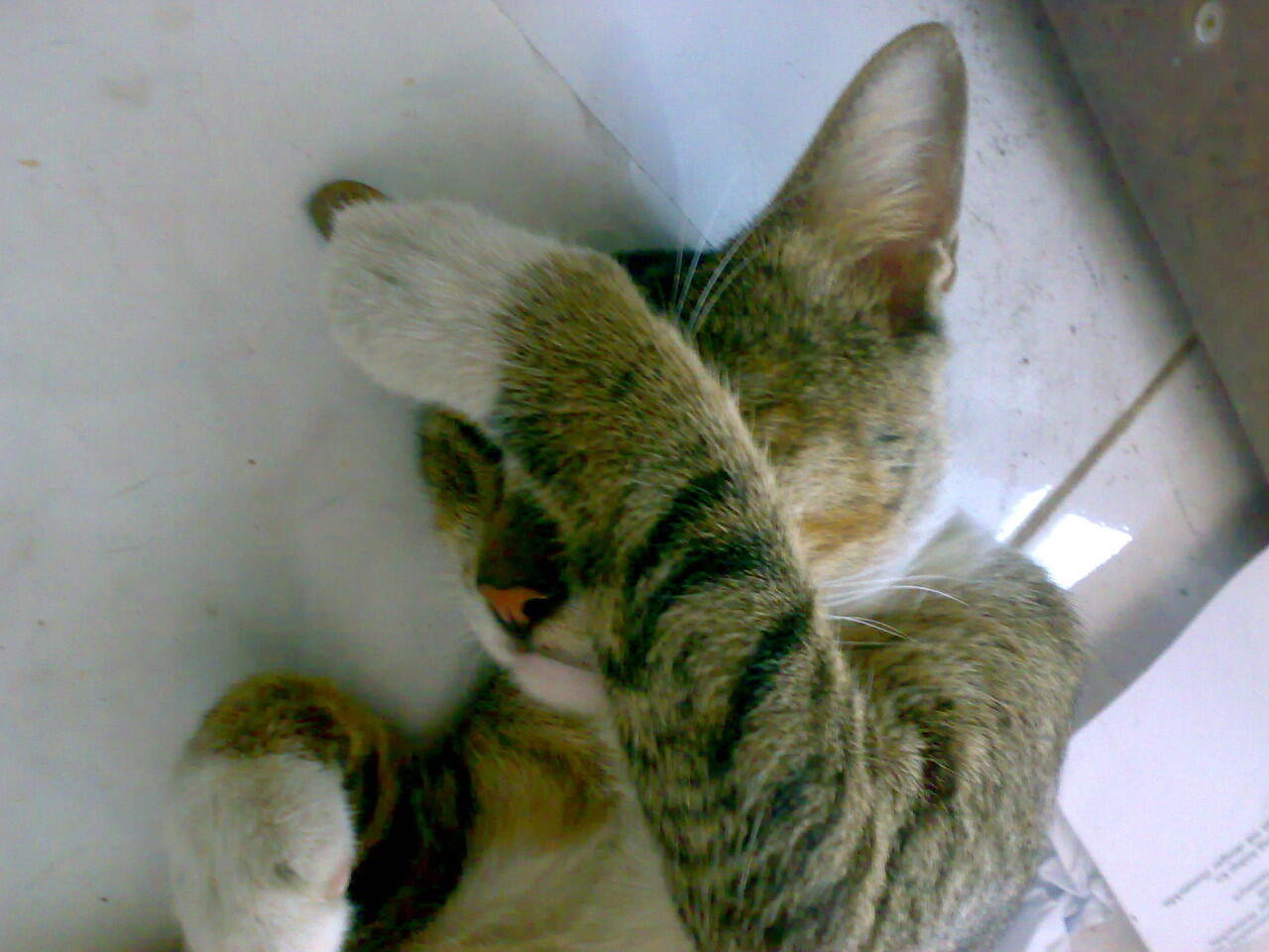 tingkah lucu kucing ane ... :D