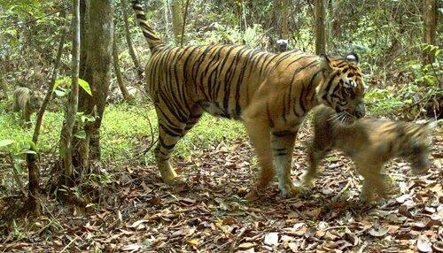 Singa dan Harimau di Taman Rimbo Jambi Mati Diracun