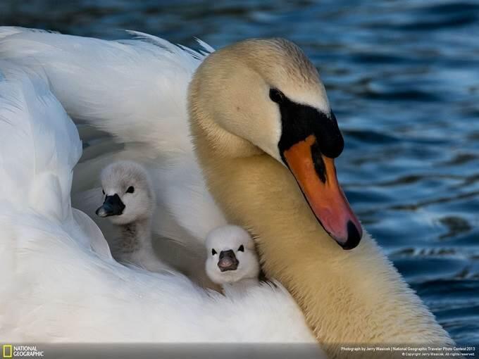 &#91;pict&#93; Foto - Foto Mengagumkan Dari Pertandingan Fotografi National Geographic 2013