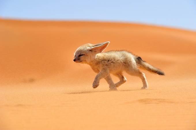 &#91;pict&#93; Foto - Foto Mengagumkan Dari Pertandingan Fotografi National Geographic 2013