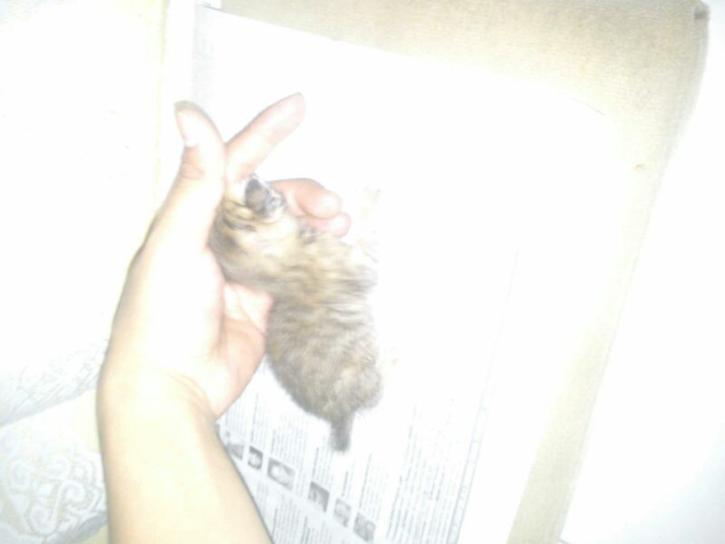 kasian bgt nih kucing