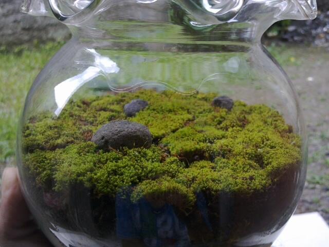 (Share) Terrarium