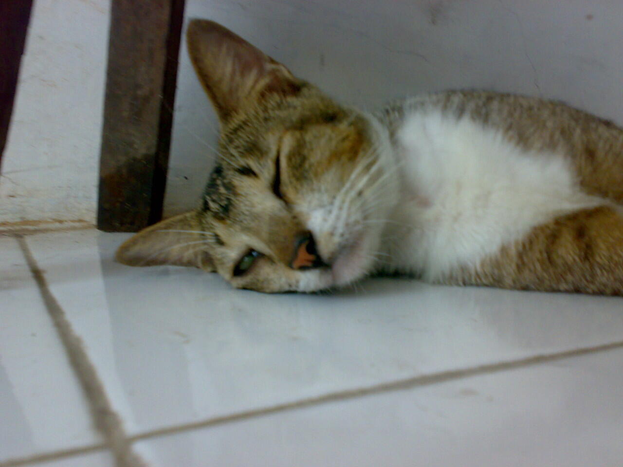 biar kucingku kucing kampung tapi tetap imut....... :)