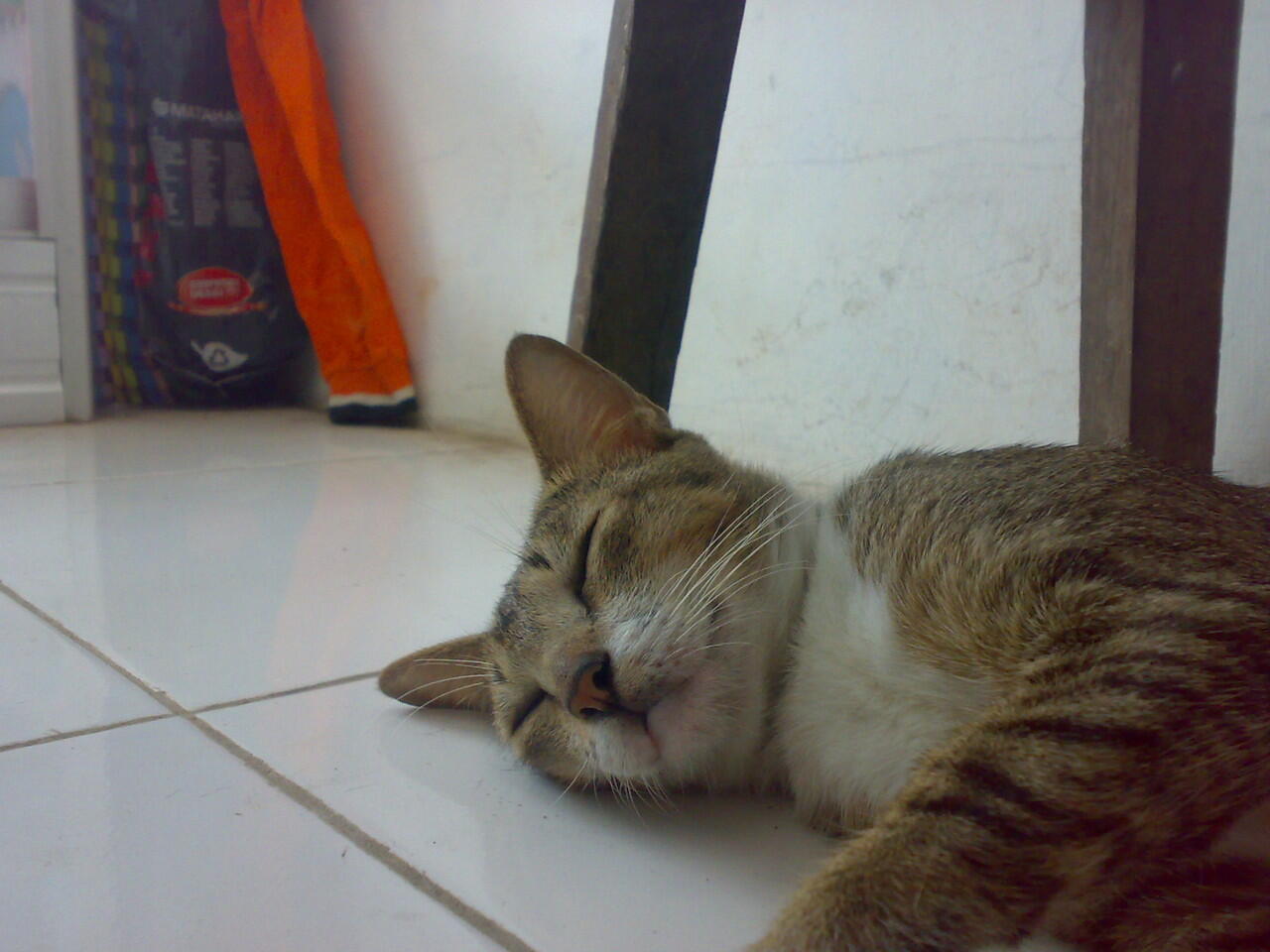 biar kucingku kucing kampung tapi tetap imut....... :)