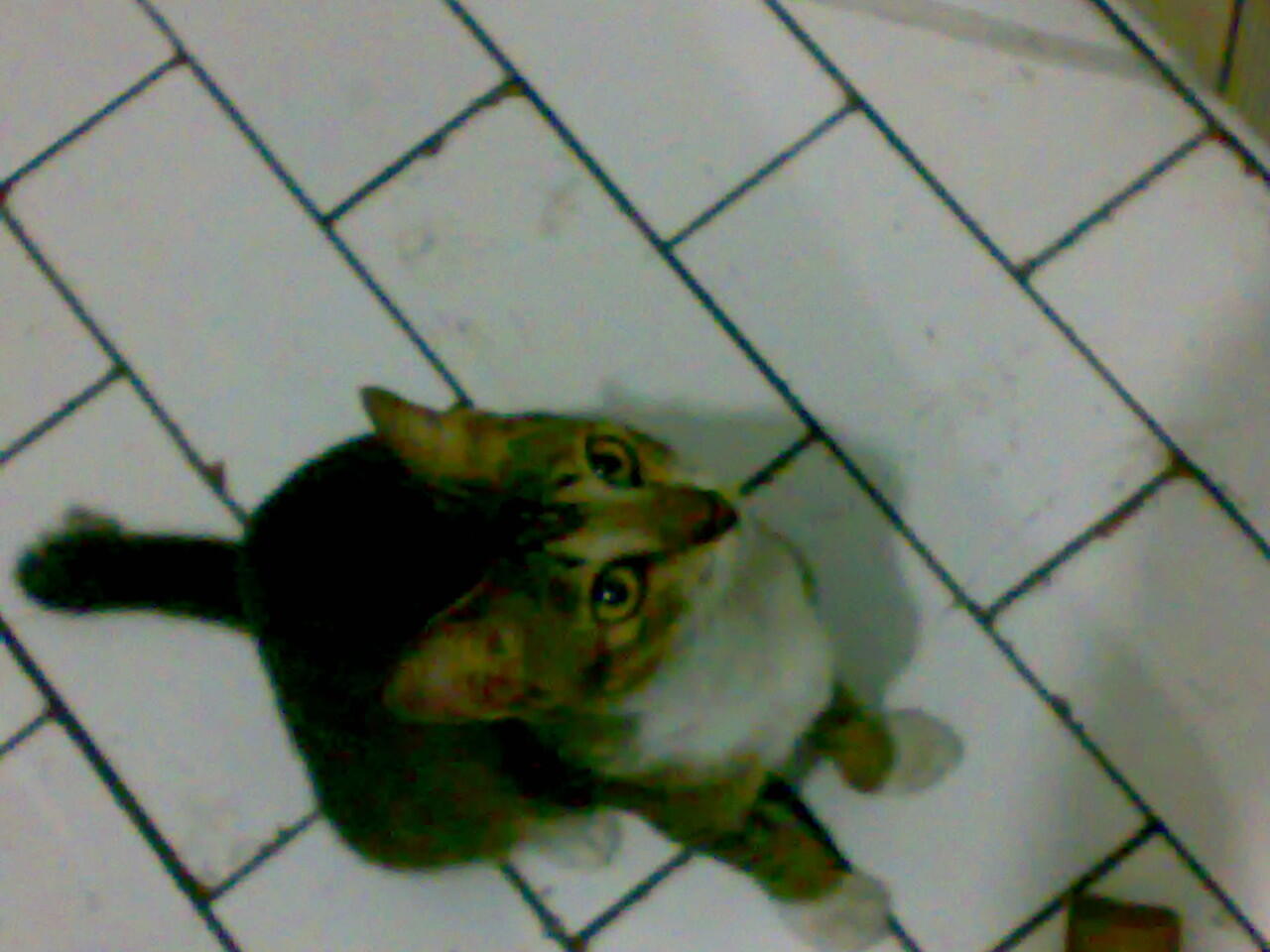 biar kucingku kucing kampung tapi tetap imut....... :)