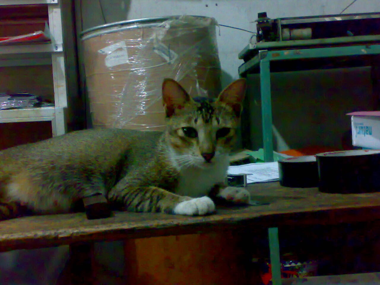 biar kucingku kucing kampung tapi tetap imut....... :)