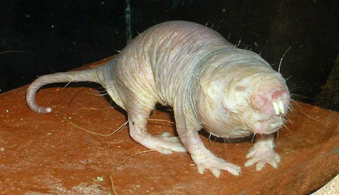 9 Makhluk Aneh di Bumi