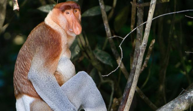 9 Makhluk Aneh di Bumi