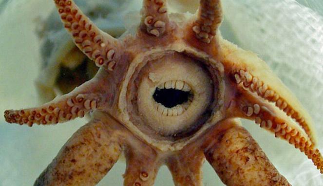 9 Makhluk Aneh di Bumi